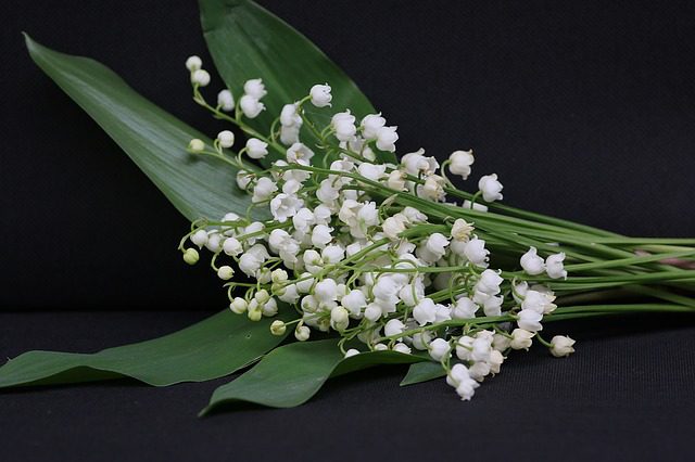 Celebrate May 1st with Lily of the Valley