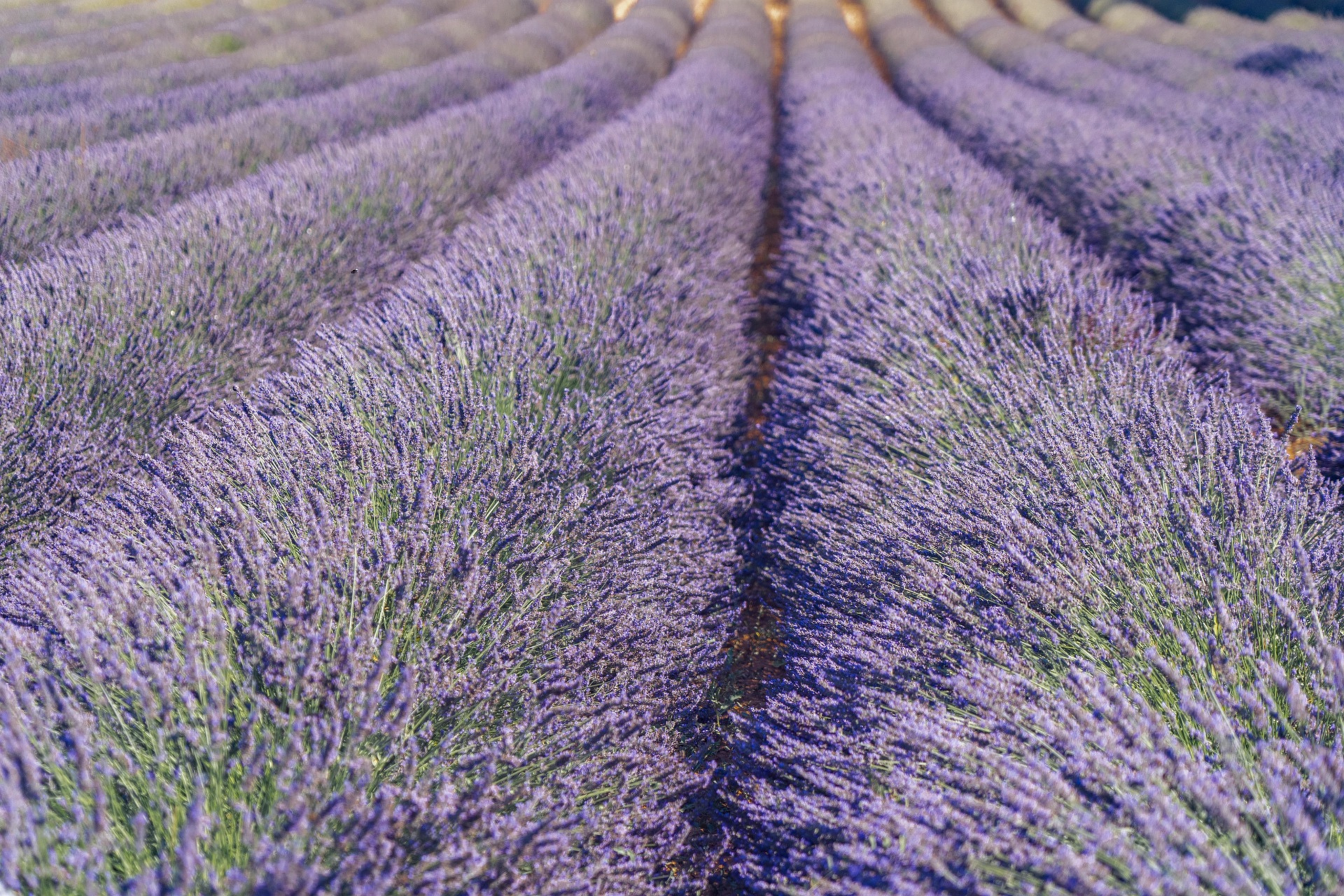 Rows of vibrant purple lavender stretch towards the horizon under a bright sky.