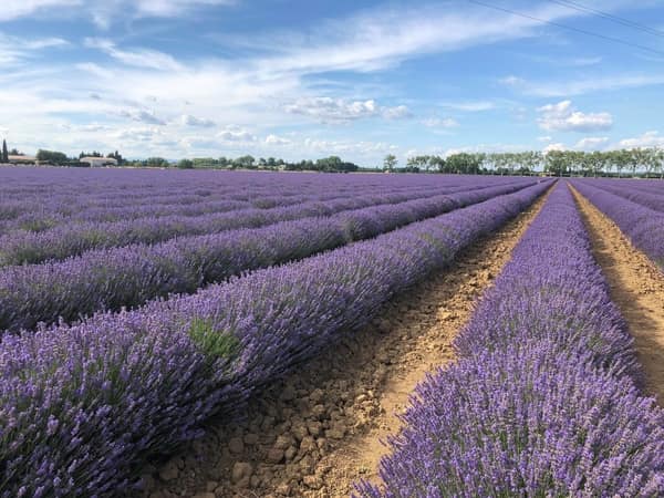 tour de france lavender fields