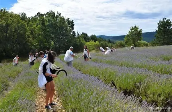 lavender tour southern france tour