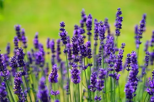 A field of vibrant purple lavender flowers with green stems against a soft, blurred green background.
