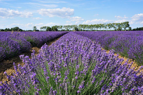 Rows of vibrant purple lavender stretch towards a line of trees under a blue sky with fluffy white clouds.