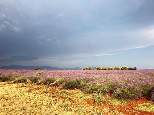 dream in provence