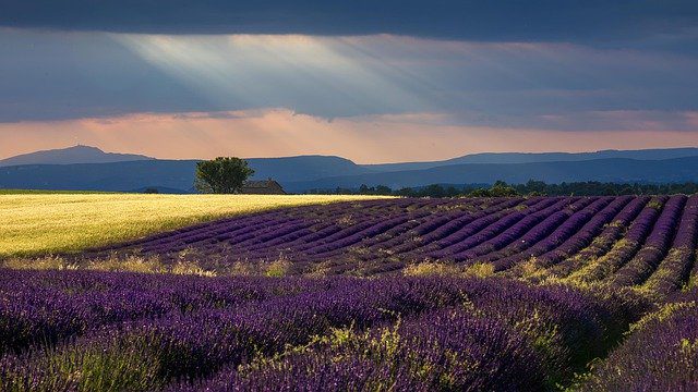 Rows of purple lavender fields and a golden wheat field under a dramatic sky with sunbeams.