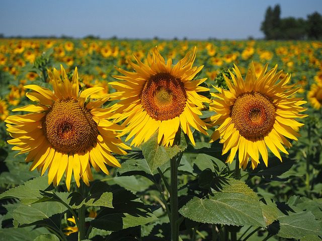 Three bright yellow sunflowers in full bloom stand in a field of more sunflowers under a clear blue sky.