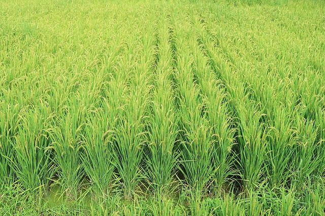 Rows of lush green rice plants in a paddy field, with stalks bending slightly under the weight of developing grains.
