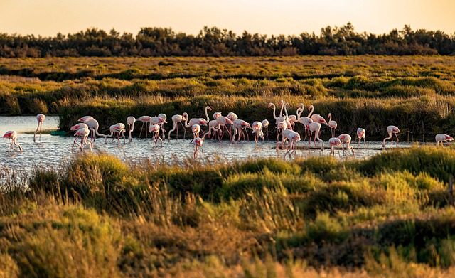 A flock of pink flamingos wading in shallow water amidst tall grasses and reeds at sunset.