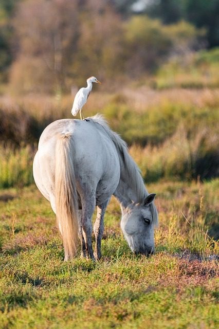 A white egret stands on the back of a white horse grazing in a grassy field.