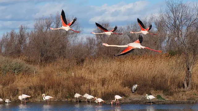 Several flamingos in flight with pink and black wings, and others wading in shallow water near a reedy bank.