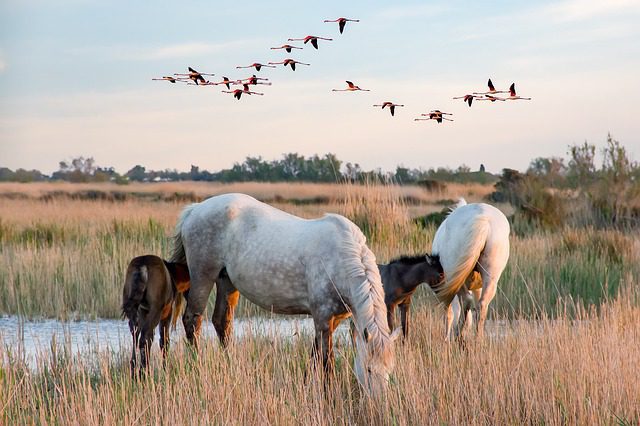 White horses graze in a marshy field with a flock of flamingos flying overhead.