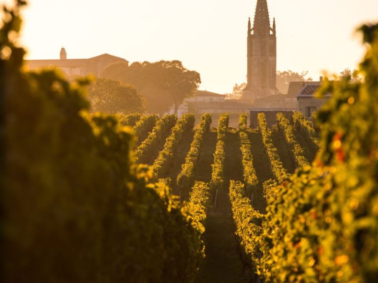 Rows of sunlit grapevines in a vineyard, with a church spire and buildings in the background.