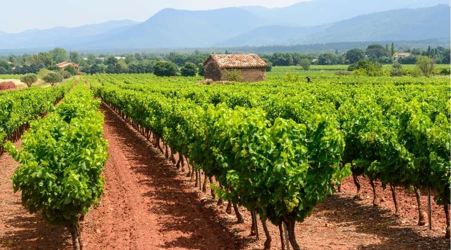 Rows of lush green grapevines stretch across a vineyard, with a small stone building and distant mountains in the background.