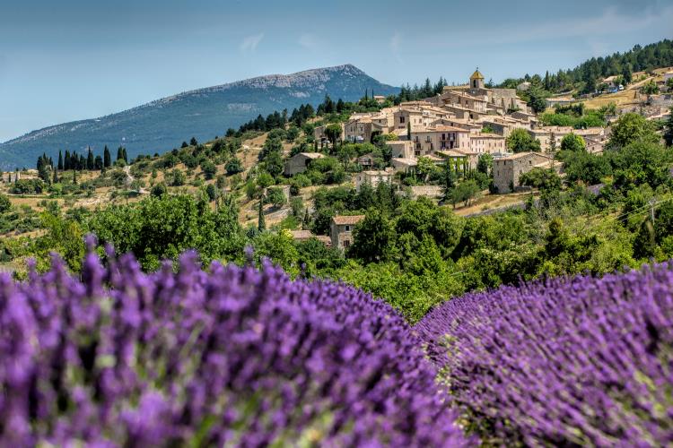 A village nestled on a hillside, surrounded by lush green trees and a field of vibrant purple lavender in the foreground.