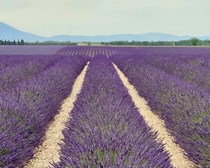 Rows of vibrant purple lavender stretch towards distant hills under a hazy sky.