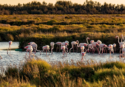 <strong>Birds of Camargue - Natural Reserve</strong>