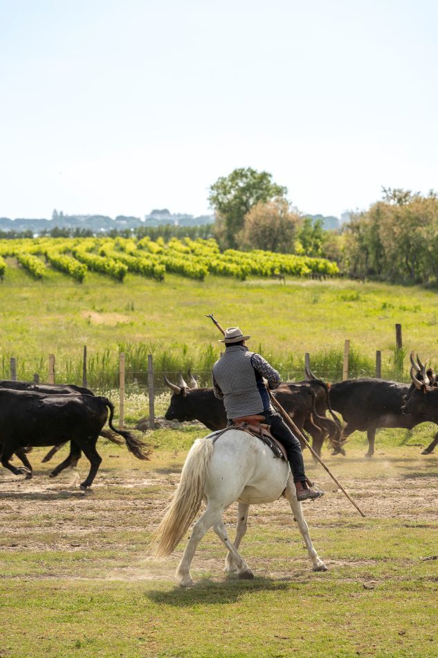 South of France cowboy riding white Camargue horse