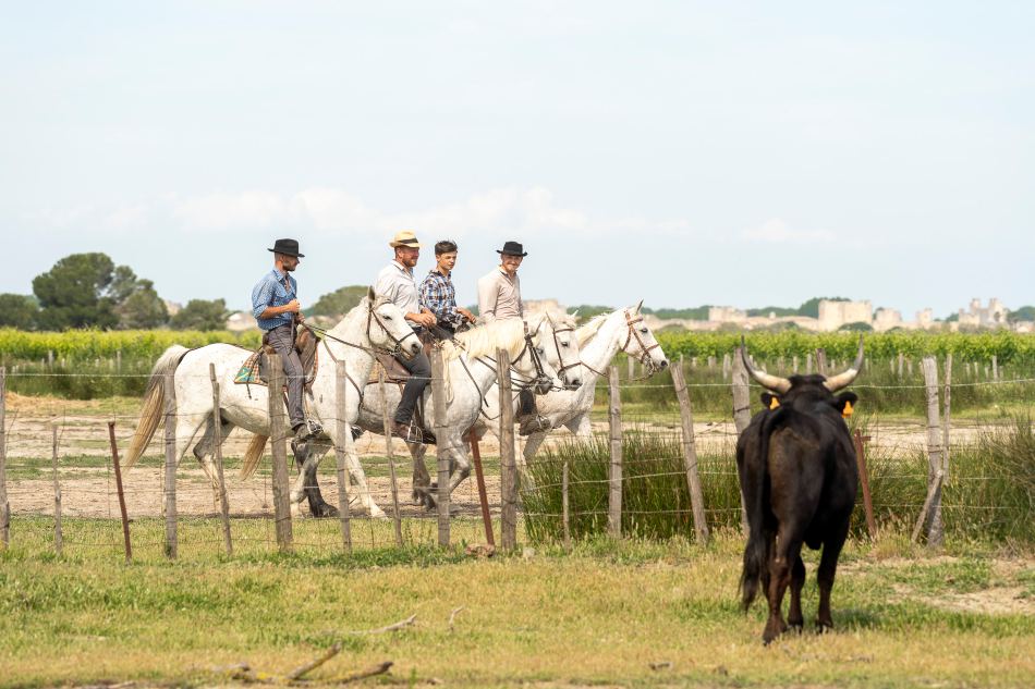 Guardians riding Camargue white horses with one black bull