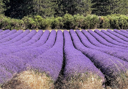 Tripusafrance - unique small group tours of france