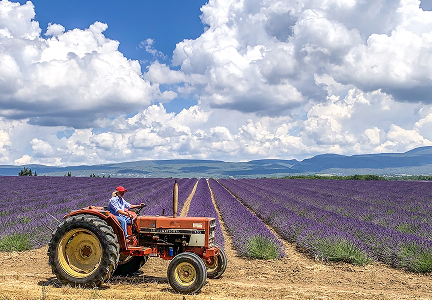 Lavender Fields of Valensole, L'Occitane en Provence & Ochre Roussillon