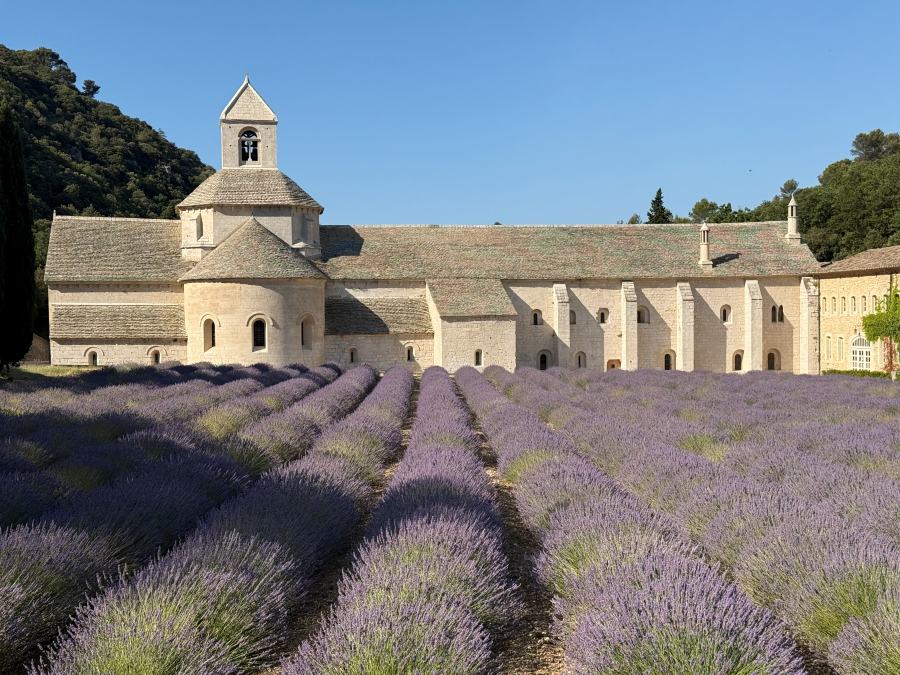 Senanque Abbey Lavender Field