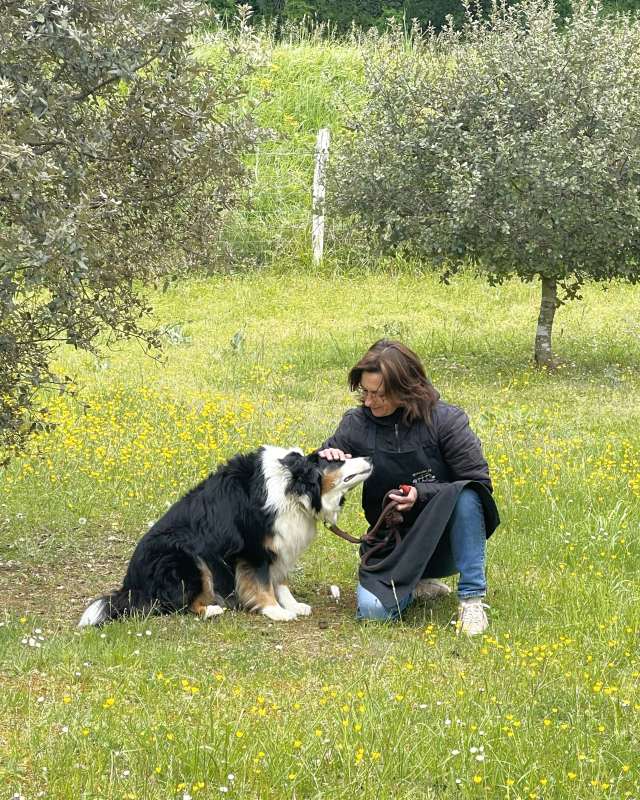 Truffle Farm Dog Dordogne France