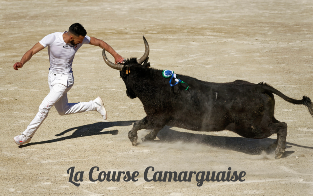 Art of the Razeteurs: Course Camarguaise in the South of France