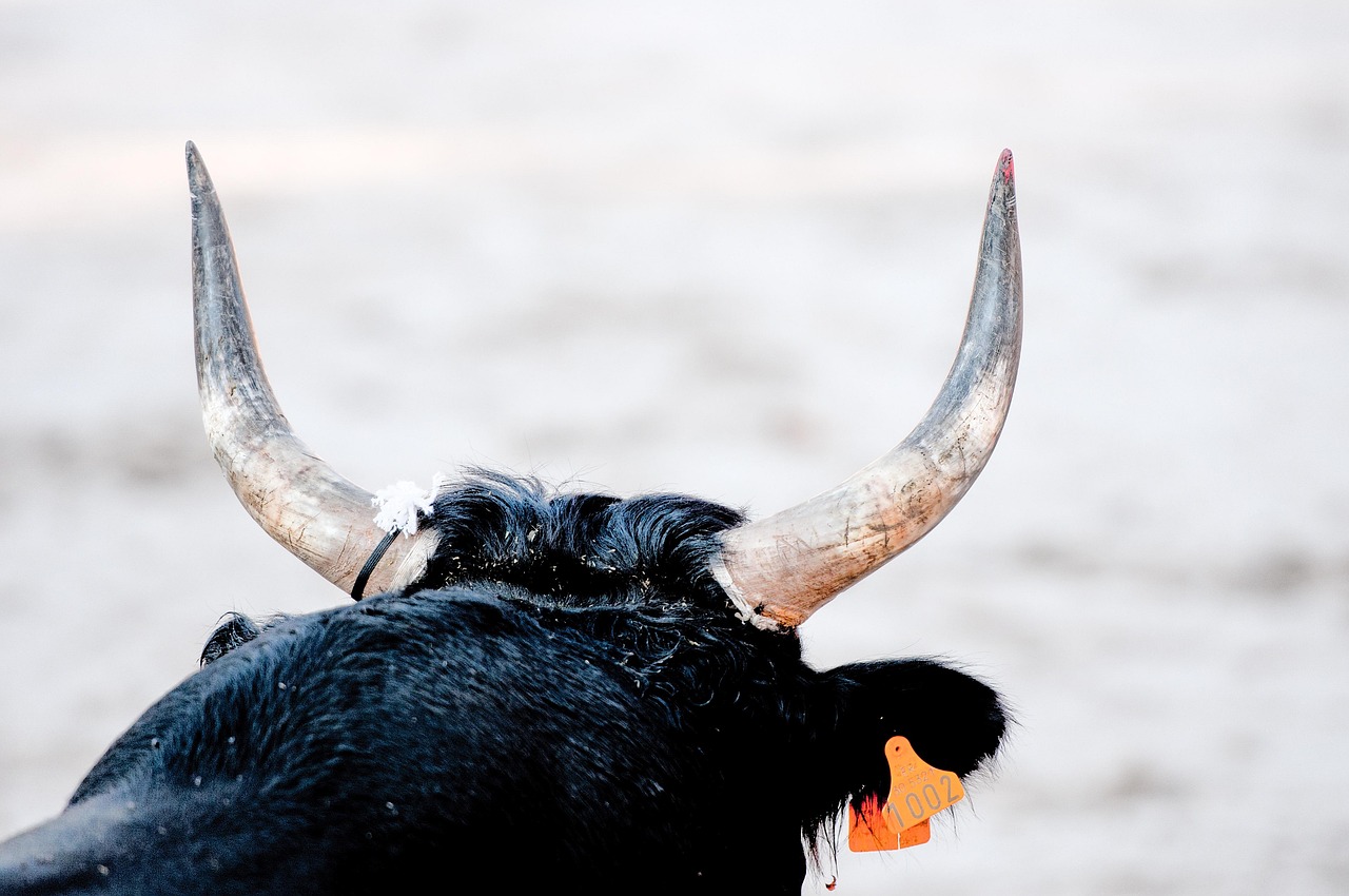 Close-up of a black bulls head with large horns and an orange tag on its ear.