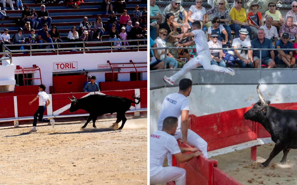 Course Camarguaise within the South of France – TripUSAFrance – Distinctive Small Group Excursions of France Course Camarguaise within the South of France – TripUSAFrance – Distinctive Small Group Excursions of France