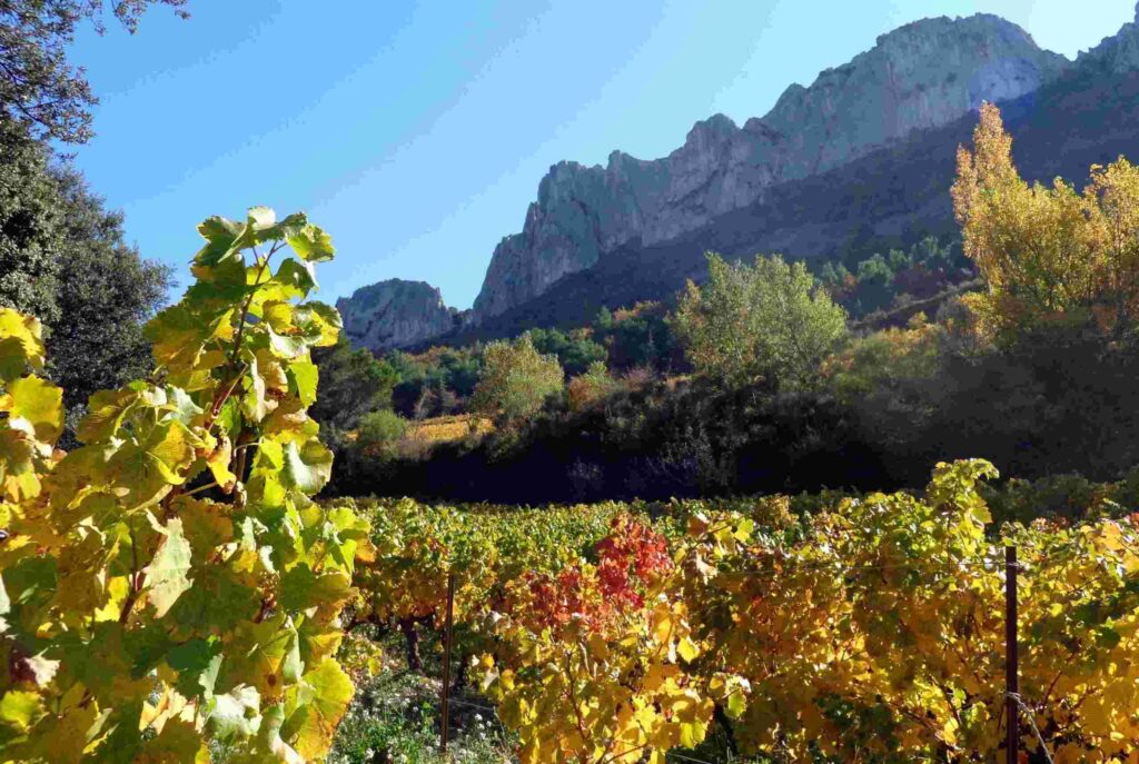 Fall colored leaves on rows of vines with rock formations in background, the Dentelles de Montmirail