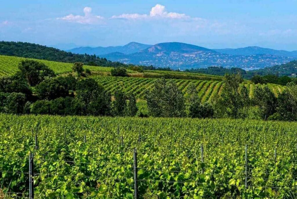 Rows of green leafy vines in vineyards across hill slopes with houses, hills, and a body of water in the distance