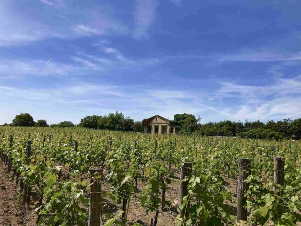 Vineyard rows of leafy green vines attached on wire to wooden stake with an abandoned stone building in the background under a blue sky