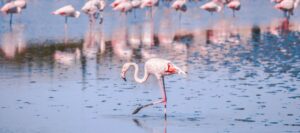 Pont de Gau Flamingo Camargue Provence