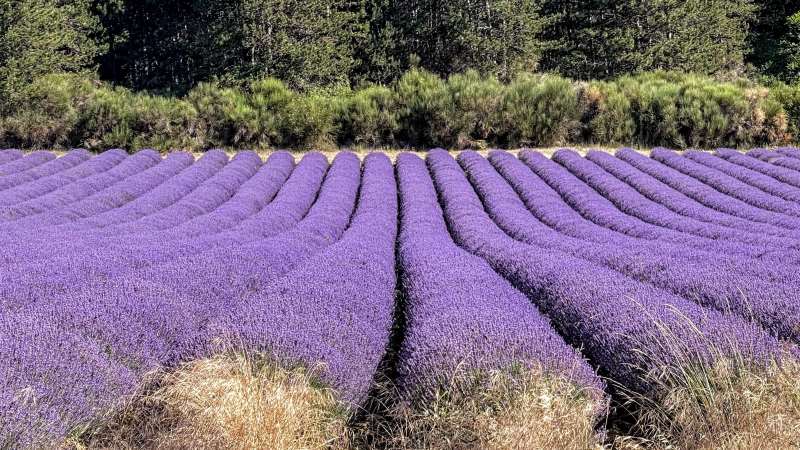 Lavender Field Provence Small Group