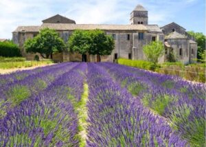 St Paul de Mausole Provence Lavender Field