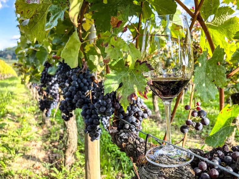 Wine tour south of france