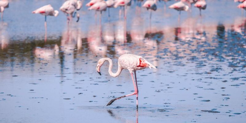 7 Pont de Gau Flamingo Camargue Provence