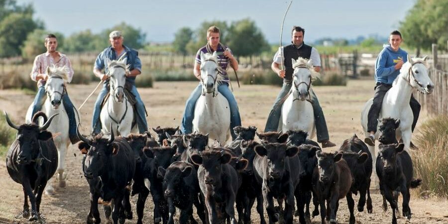 Camargue Ranch South France Hidden Gem