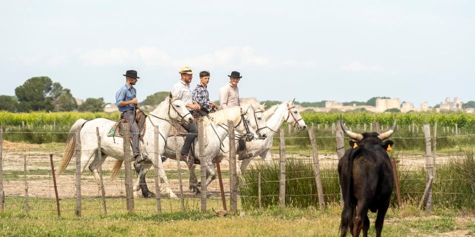 Manade Camague Ranch