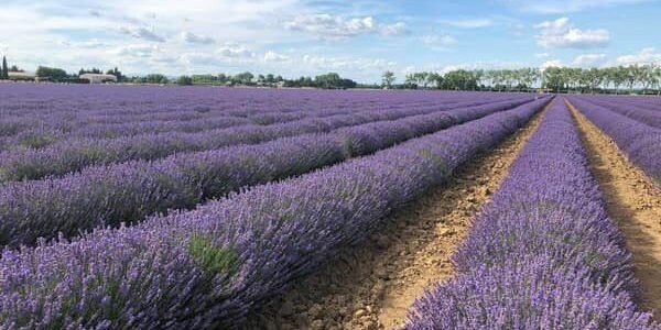 Lavender tour southern france tripusafrance