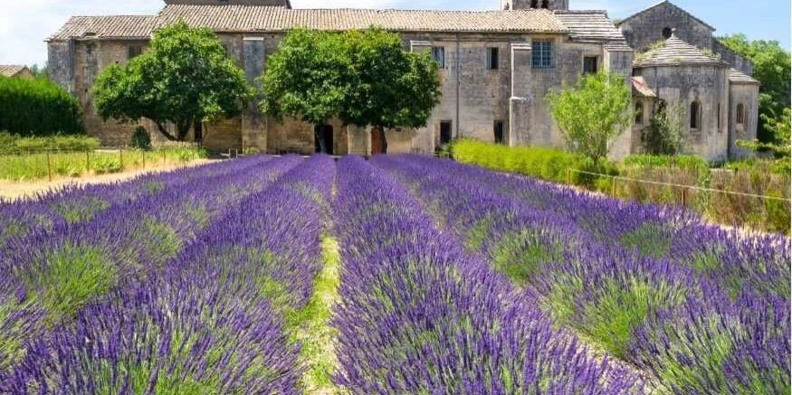 St Paul de Mausole Lavender field St Paul de Mausole Provence Lavender Field
