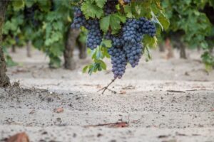 A close up of a sand vineyard