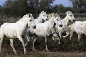 camargue horses